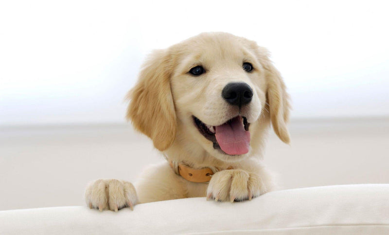 Dogs